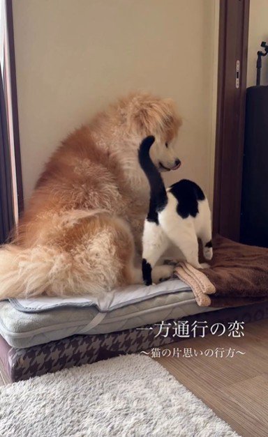 犬にすり寄っている猫