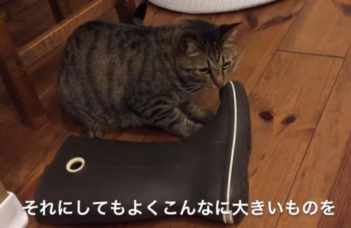 長靴の先端を齧る猫（それにしてもよくこんなに大きいものを）