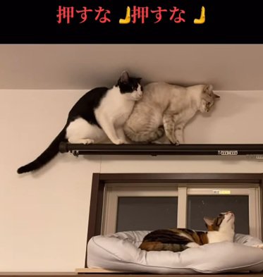 押す猫