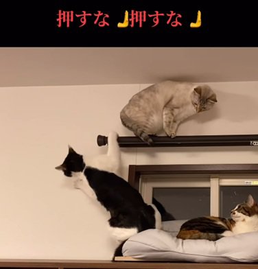 落ちた猫