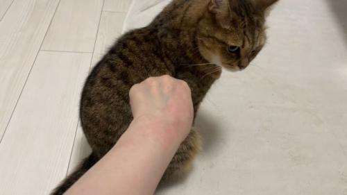 背中を向けて座る猫