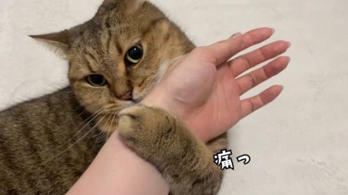 人の手をつかんで噛んでいる猫