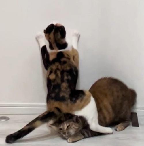 キジ猫の頭をまたぐ三毛猫