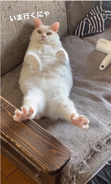 仰向けで寝ている猫
