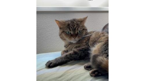 猫と子ども