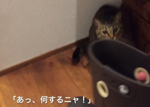 長靴を取られて見つめる猫
