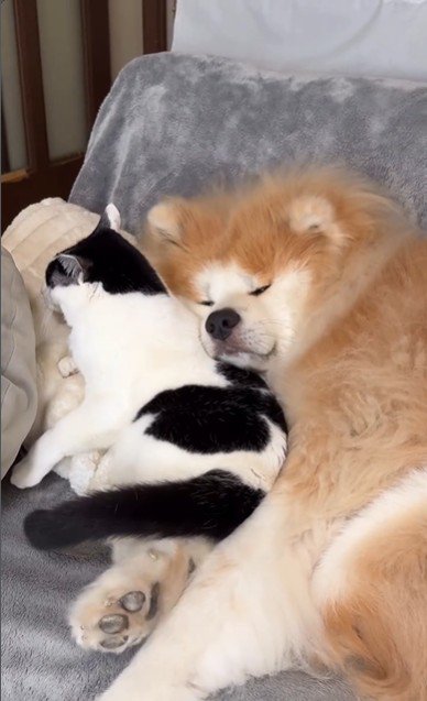 猫に頭を預けて寝ている犬