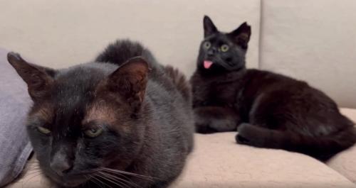 目を開ける猫