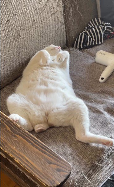仰向けで寝ている猫