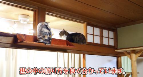 座って落ち着くボス吉くん