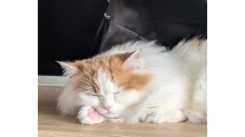寝ている猫