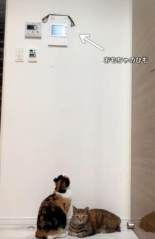 見上げる三毛猫の横にキジ猫