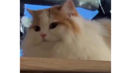 テレビ前の猫
