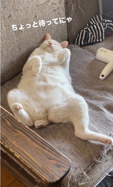 仰向けで寝ている猫