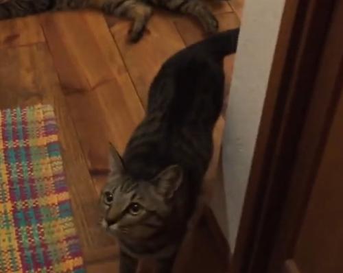 斜め上を見上げる猫