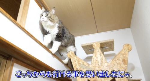 別のルートを思い出すボス吉くん