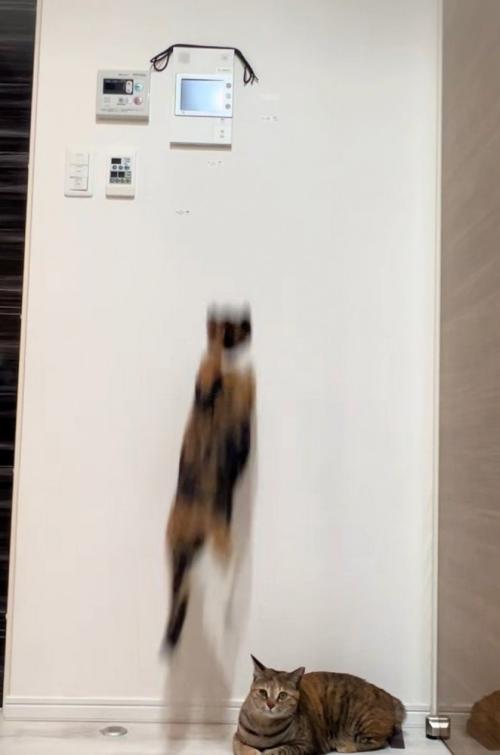 飛び上がる三毛猫1