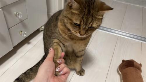 飼い主と握手する猫