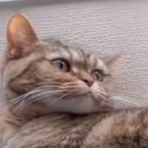 『私には鬼厳しいネコ』→子どもには……まるで別猫のような光景にほっこりする人が続出「尊すぎる」「とても優しいね」と20万表示