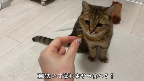 おやつを見つめる猫