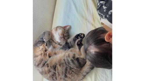 猫と子ども