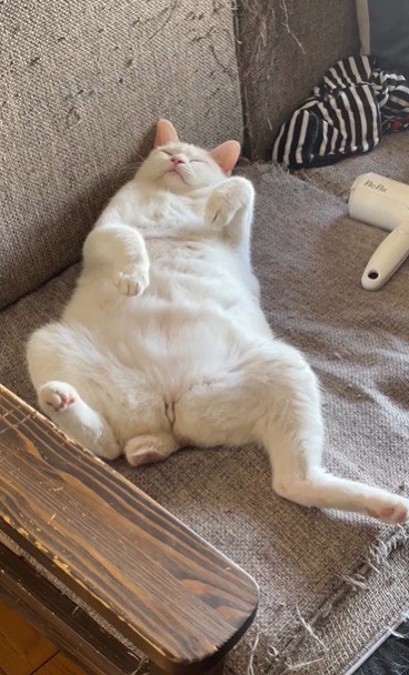 仰向けで寝ている猫