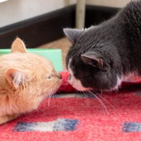 猫が『鼻チュー』をしているときの理由4つ　隠されている意味や上手な応え方まで解説