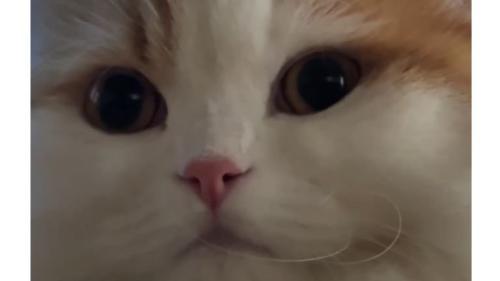 猫の顔