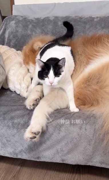 犬にすり寄っている猫