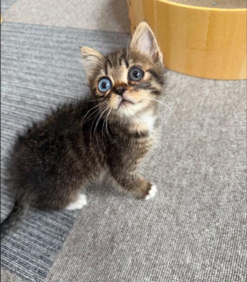 振り向く子猫