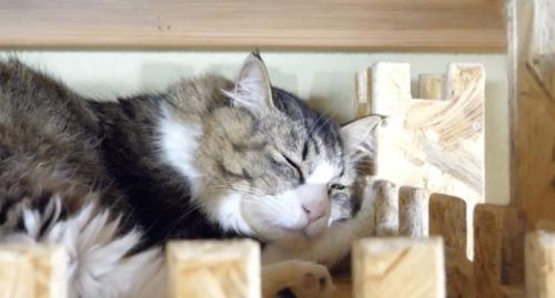 眠りにつくボス吉くん