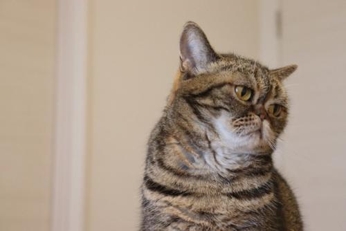 そっぽを向く猫