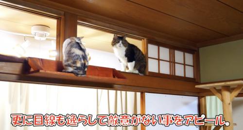 距離を取るネコ吉ちゃんとボス吉くん