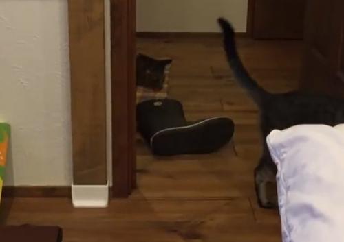 廊下に落ちている長靴を見ている猫