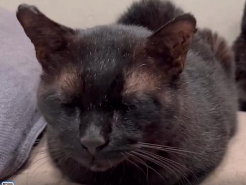 目を瞑る黒猫