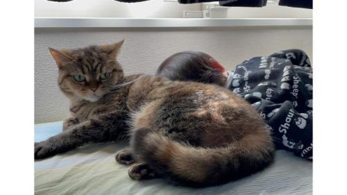 猫と子ども