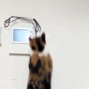高いところにある紐を見つめる三毛猫→『ジャンプ』した次の瞬間…まさかの光景に「声出たｗｗ」「呼吸乱れるくらい笑った」と爆笑の声続出