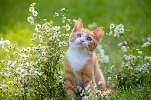 花に囲まれるチャシロの子猫