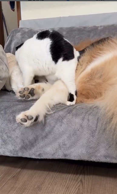 犬にすり寄っている猫