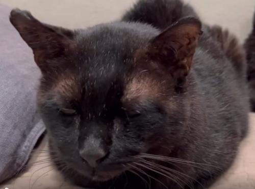 目を瞑る猫