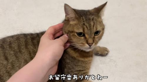 なでられている猫