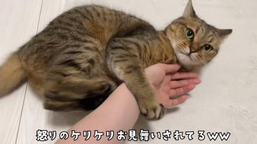 前足で人の手をつかみ後ろ足で蹴る猫