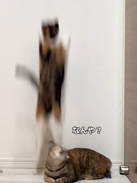 キジ猫の頭を踏む三毛猫（アップ）