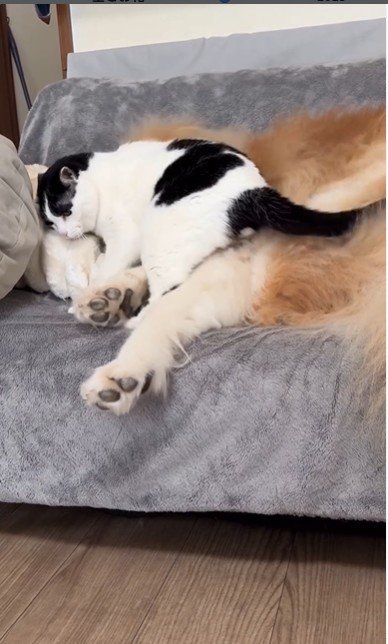 犬にすり寄っている猫