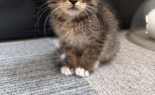子猫の足元