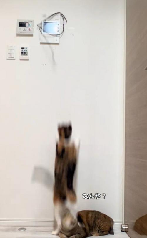 キジ猫の頭を踏む三毛猫