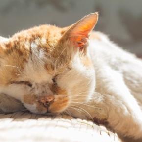 12年の時を経て再会した21歳の愛猫！　余生は愛する家族のもとで　カナダ
