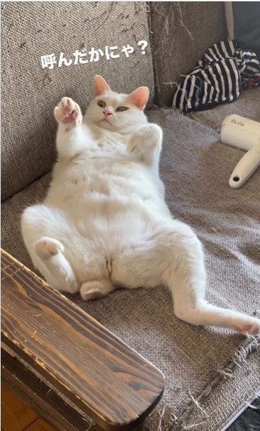 仰向けで寝ている猫