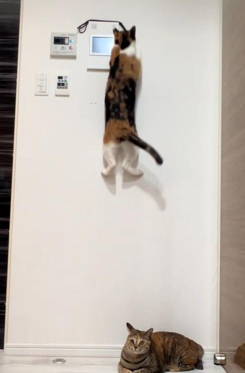 飛び上がる三毛猫3