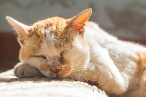 眠る高齢猫